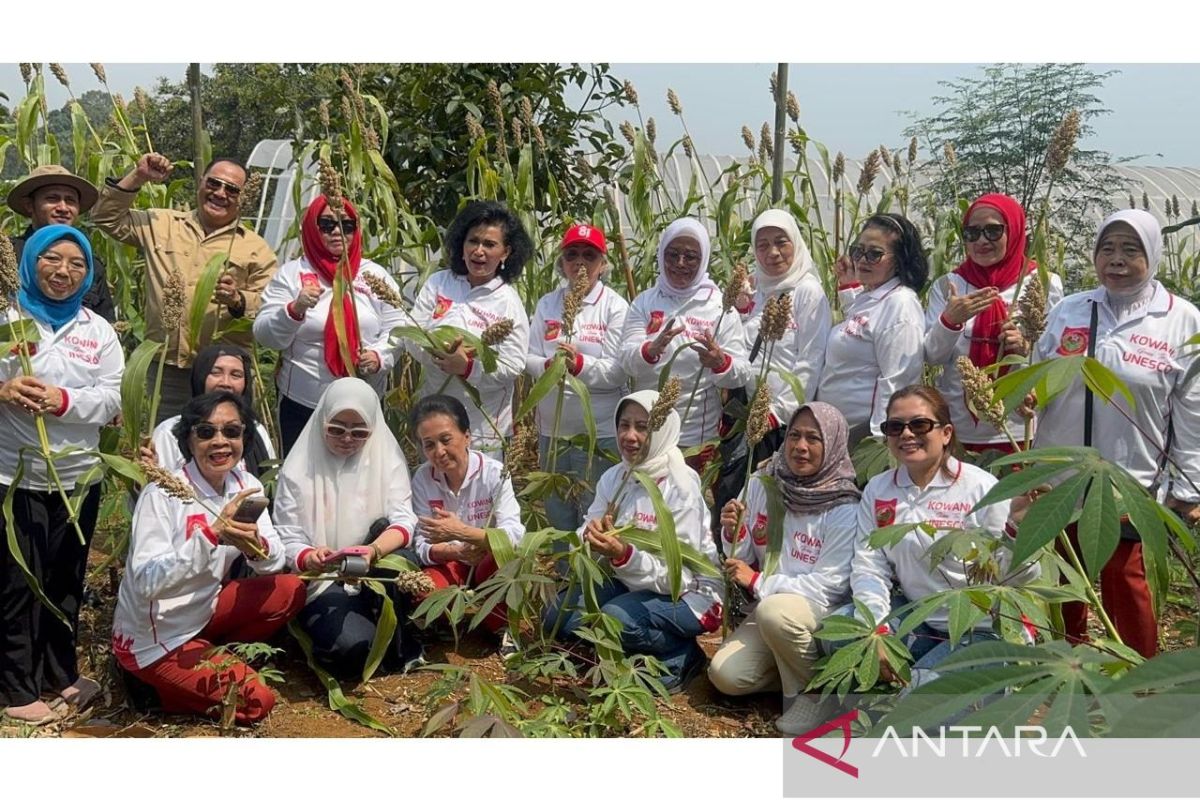 Kowani strengthens food security with first sorghum harvest in Bogor