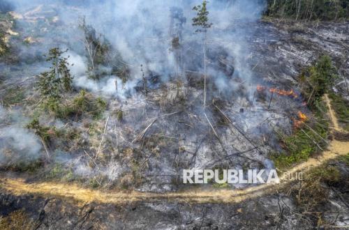 Logging traces found amid forest and land fires in Batang Hari