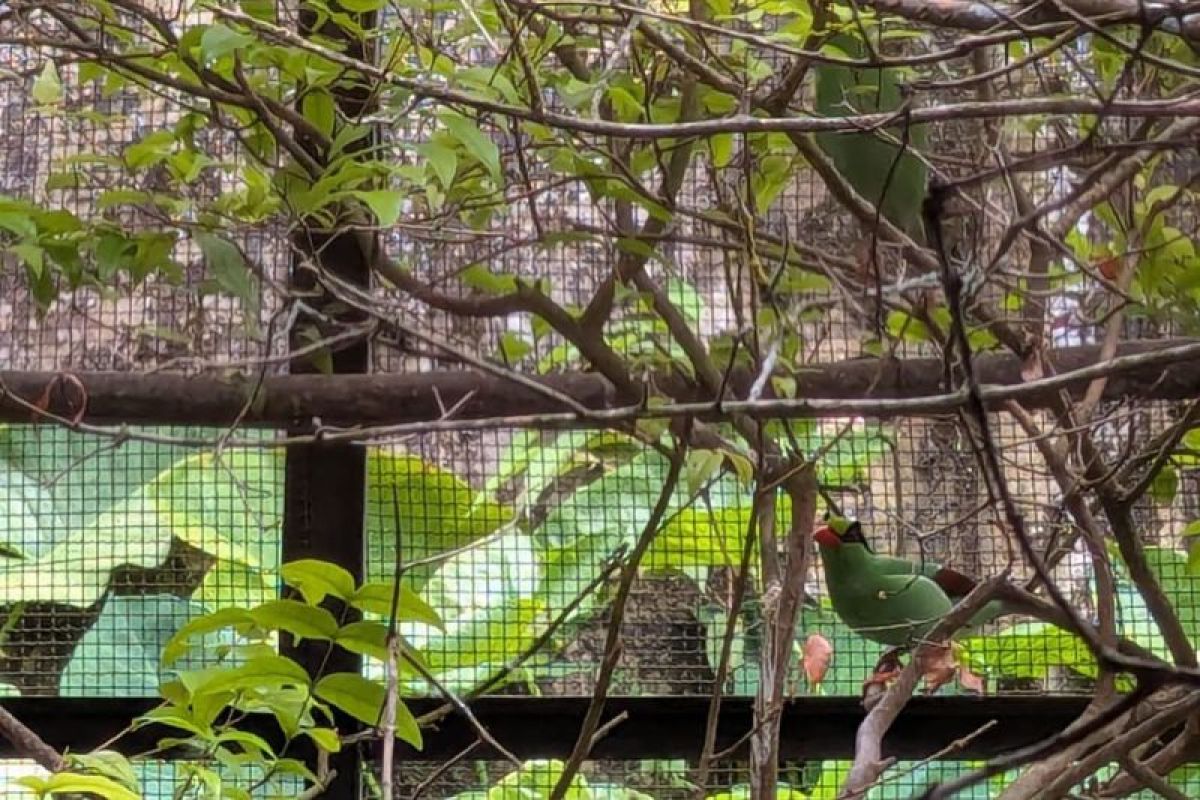 TSI says Sunda Green Magpie nearly extinct