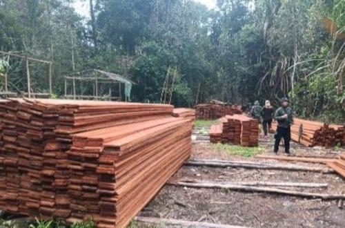 Sumatran Tiger Habitat Cleared, Forestry Ministry Names Six Suspects