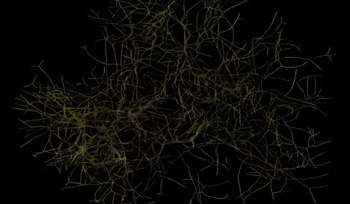 Scientists Reveal Underground Fungal Network Spanning 11,000 Light-Years