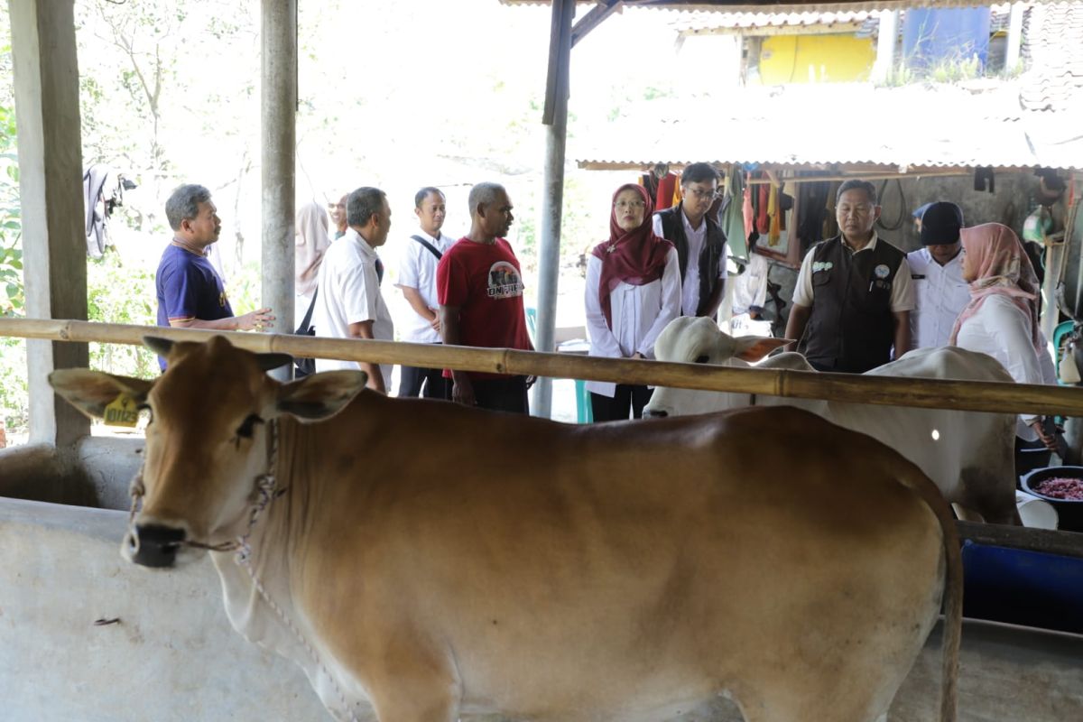 West Java Government Distributes Pasundan and PO Cattle to Three Regencies