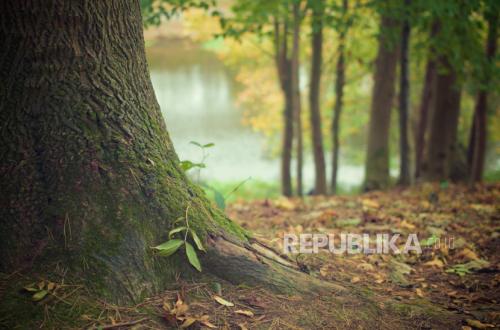Bandung Mayor Reveals 14 Trees Stripped of Bark, Some Dead