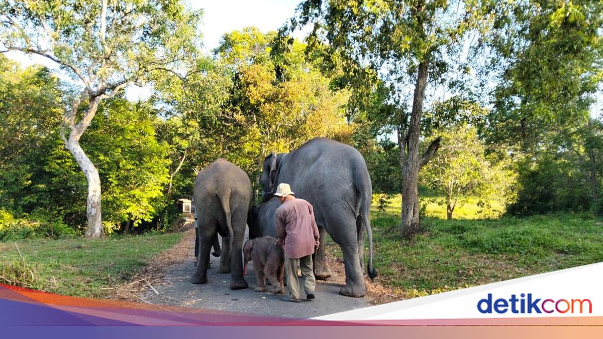 Way Kambas National Park Still Burning, Wild Elephants Confirmed Safe