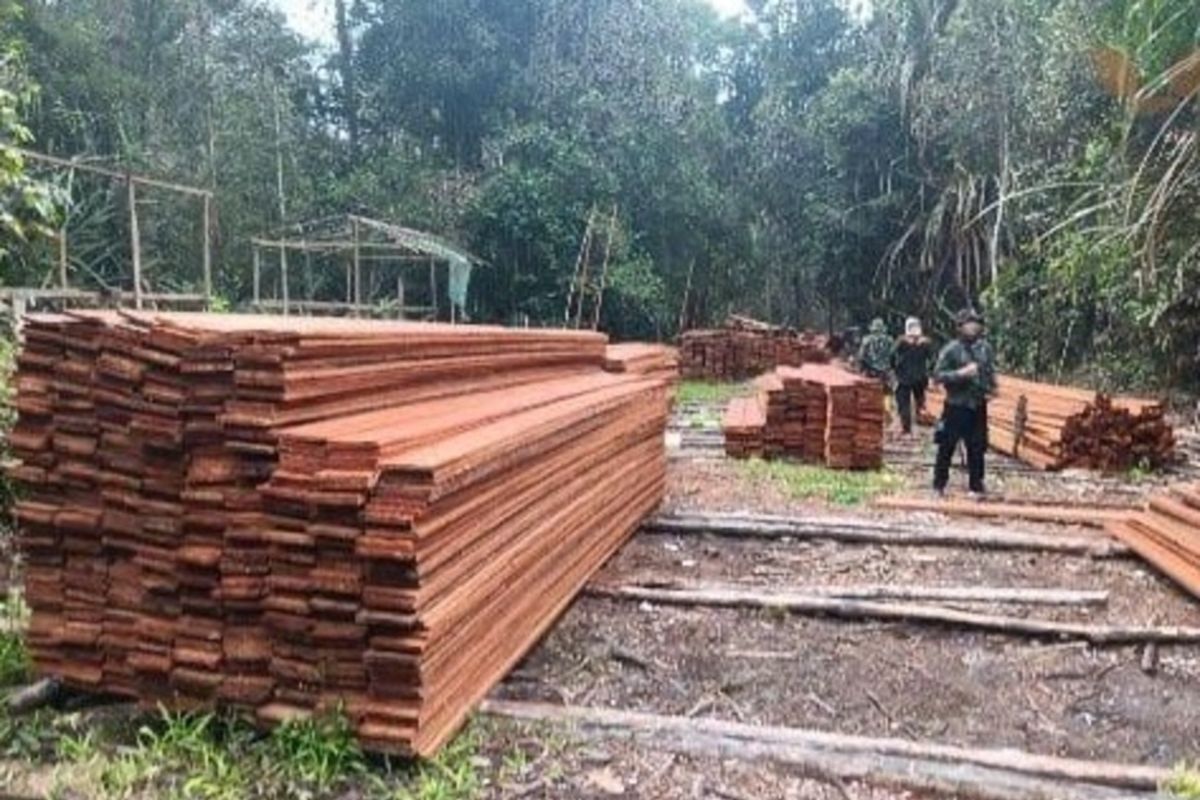 Indonesia arrests six for illegal logging in Sumatran tiger habitat