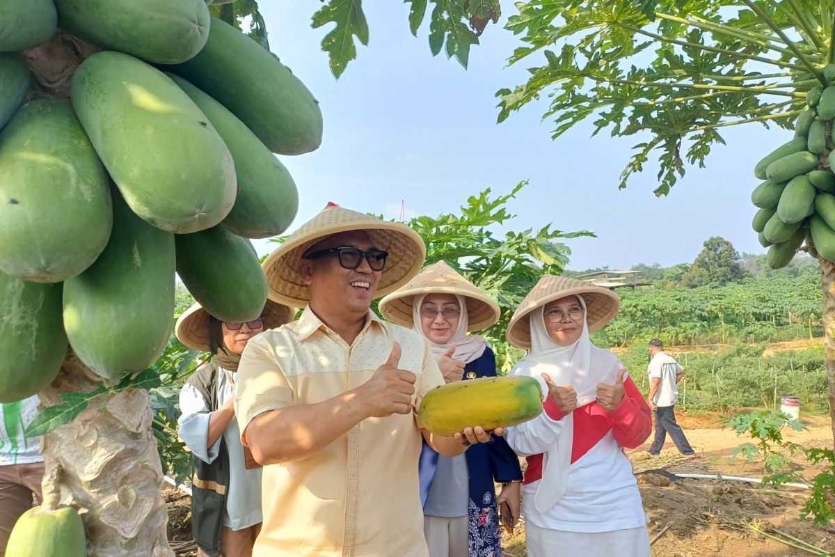 Bintan harvests hope from Kampung Kangboy fields