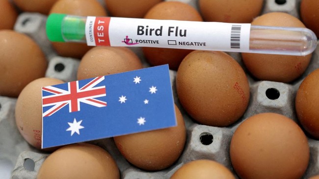 Australia Confirms First H5N1 Bird Flu Case in Mammal