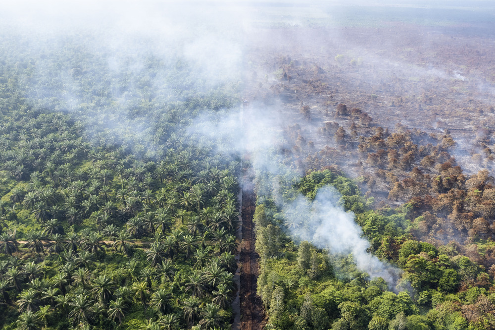 Government Denies Haji Isam Appointed as Forest Fire Coordinator