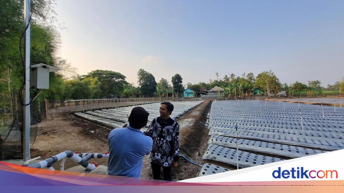 Pleret Bantul Spends Rp 67 Million on AI-Powered Advanced Farming