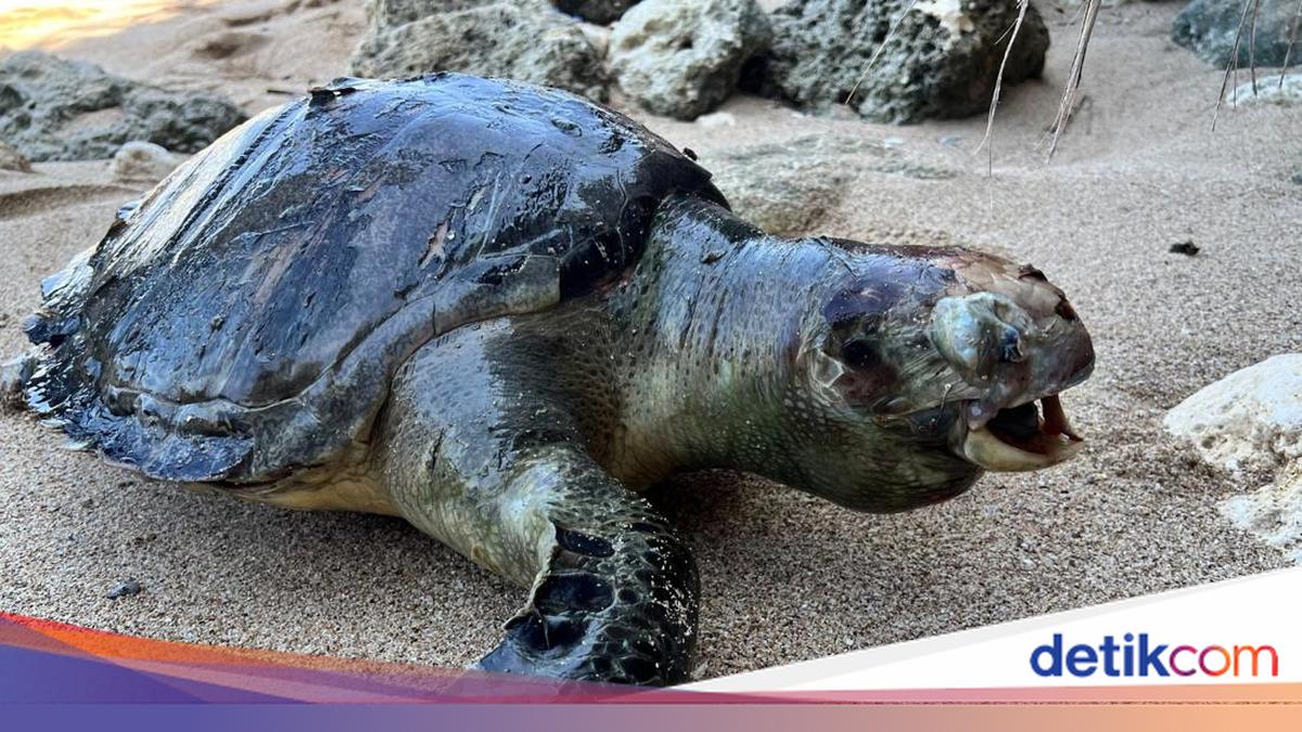 Two Large Sea Turtles Found Dead on Gunungkidul Beaches on Consecutive Days