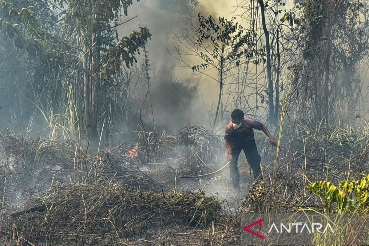 BNPB: Forest and land fires scorch 396 hectares across seven districts in Nabire