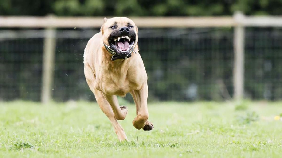 Pitbull That Bit Primary School Child in Bandung Placed in Quarantine