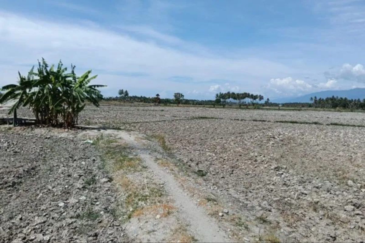 Sigi Regency records dozens of hectares of rice fields affected by drought