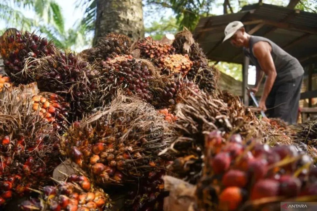 Palm oil-based MSMEs urged to boldly enter the global market