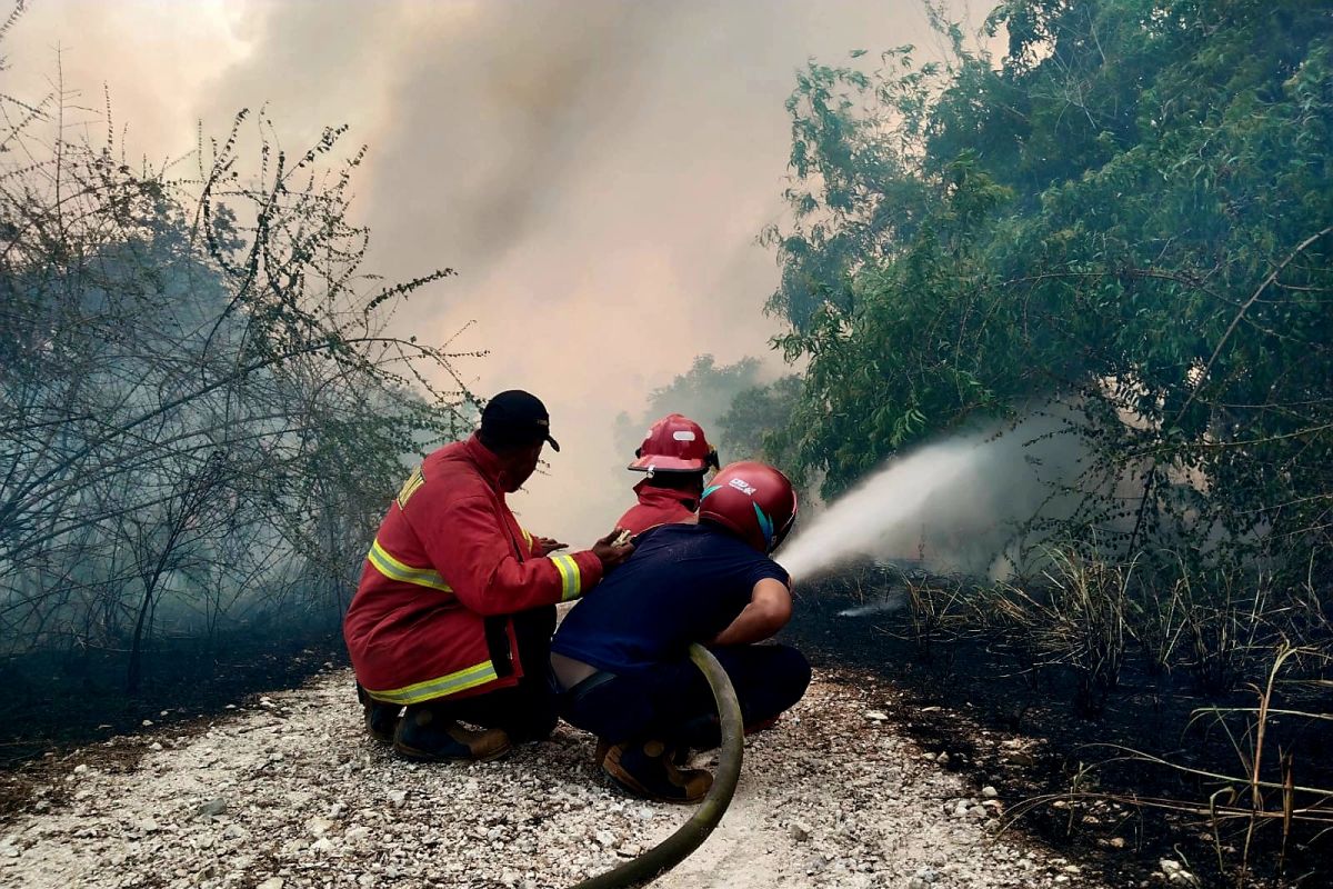 BNPB: Forest and land fire on Batam's Trans Barelang Road successfully extinguished