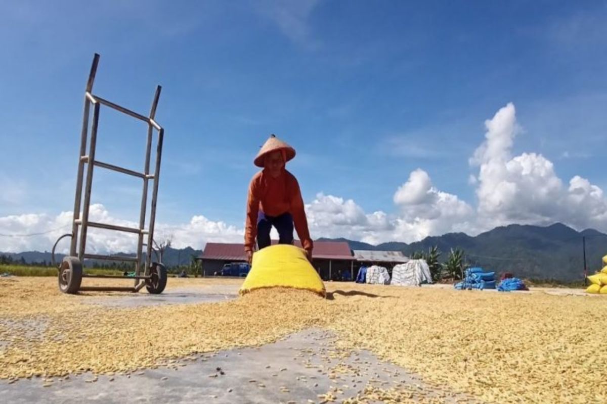 Bulog Central Sulawesi: Farmer grain absorption reaches 11 thousand tonnes