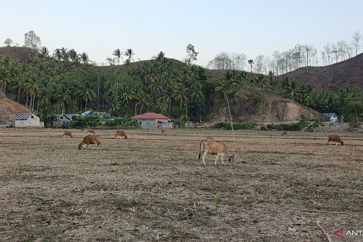 North Gorontalo Regency educates farmers to increase cattle population