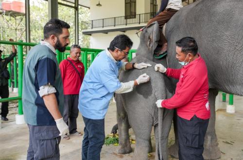 Government Partners with Vantara to Prepare Mobile Hospitals for Wildlife