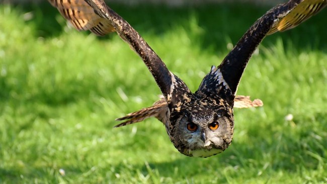 While Farmers Sleep, How Barn Owls Save Oil Palm and Rice Fields