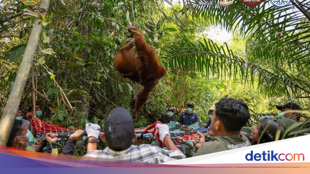 Wildlife Habitat Affected by Forest Fires in West Kalimantan, Three Orangutans Evacuated