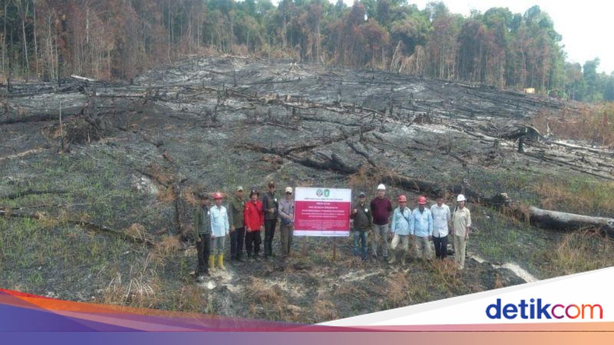 Six Companies Sanctioned over Forest and Land Fires in West Kalimantan, One Licence Suspended