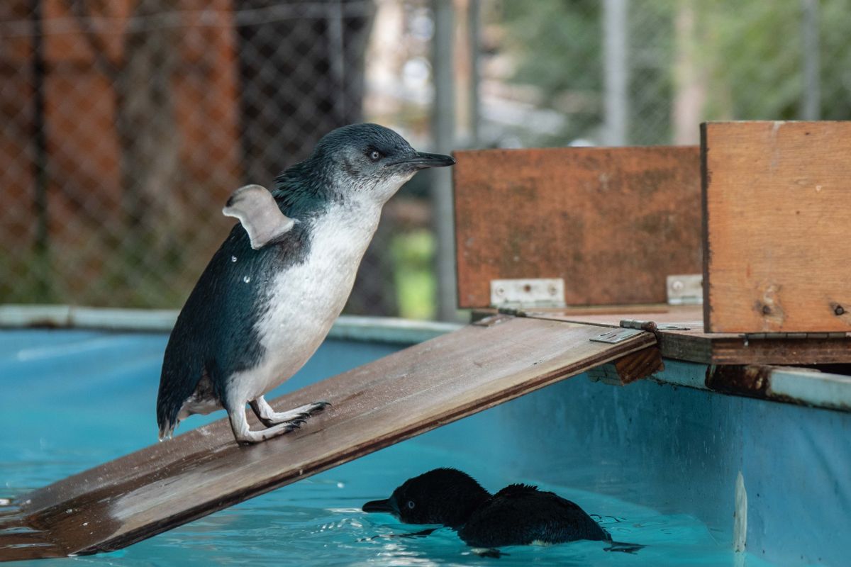 Australian state pushes penguin vaccination to fight H5N1