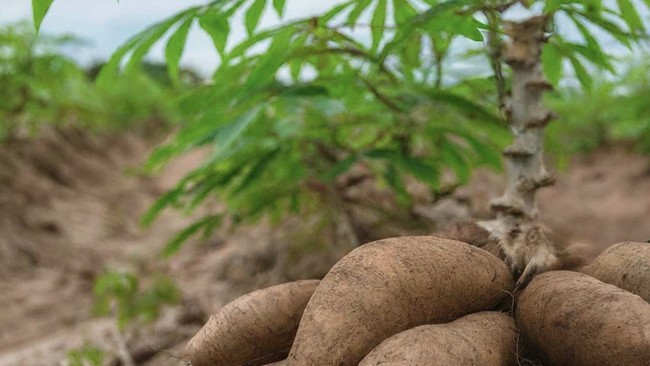 Indonesian Scientist Discovers Cassava-Based Fire Extinguisher to Help Tackle Forest Fires