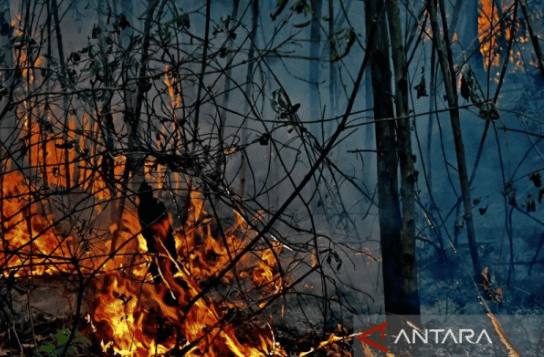 473 Hotspots Detected in South Kalimantan, Nearly All Areas in Red Zone for Forest and Land Fires