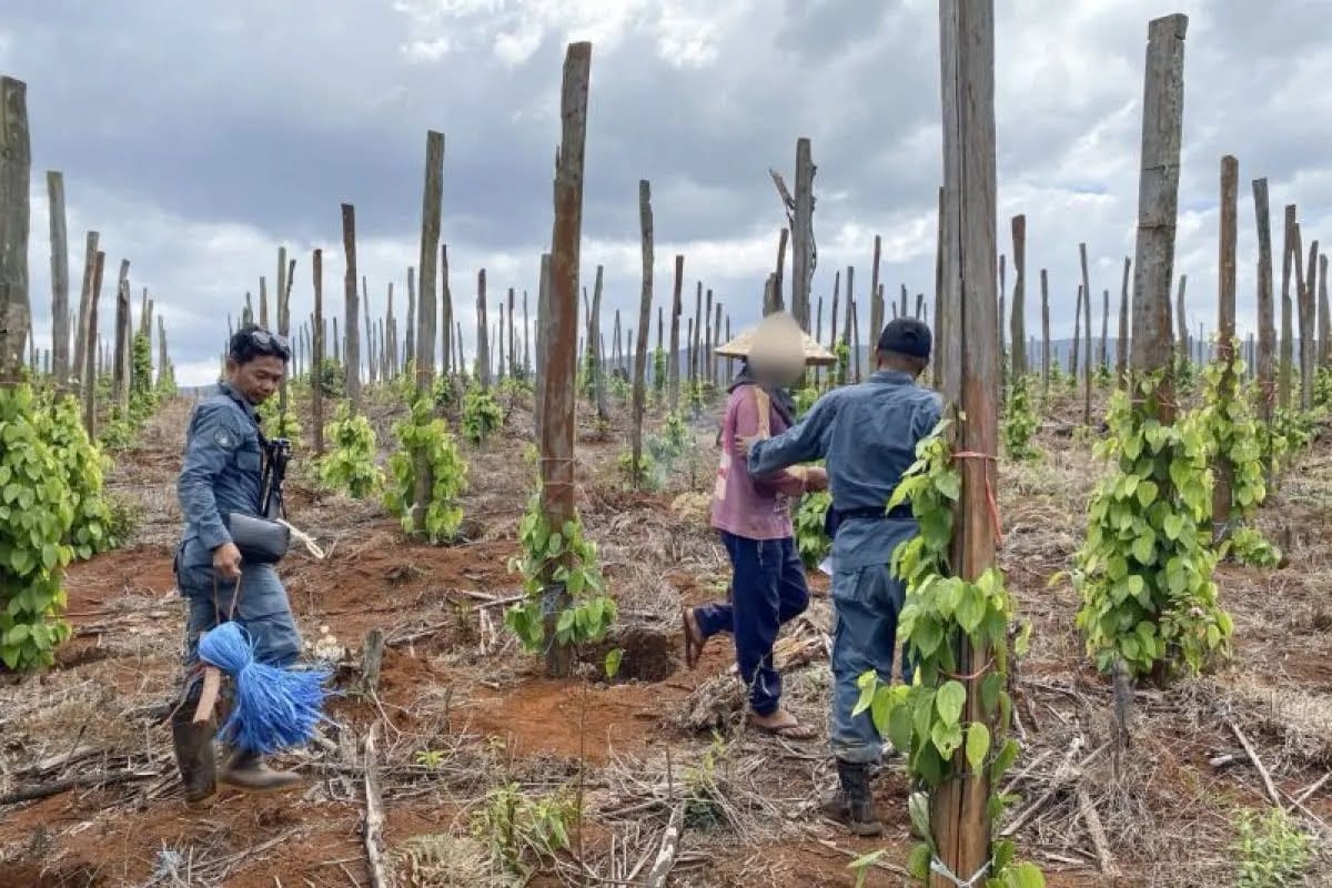 Financing for Companies with Forest Fire Risk Must Be Tightened