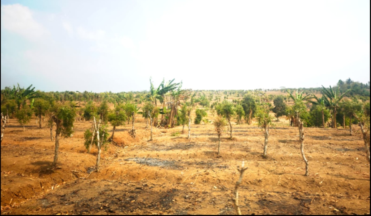 Strategy to Anticipate El Nino Impact on Food in Banyumas Raya