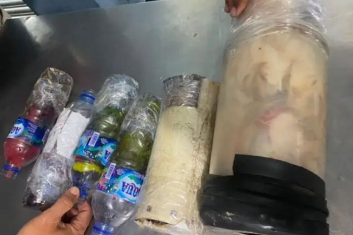 Maluku BKSDA seizes six protected animals from ship passengers