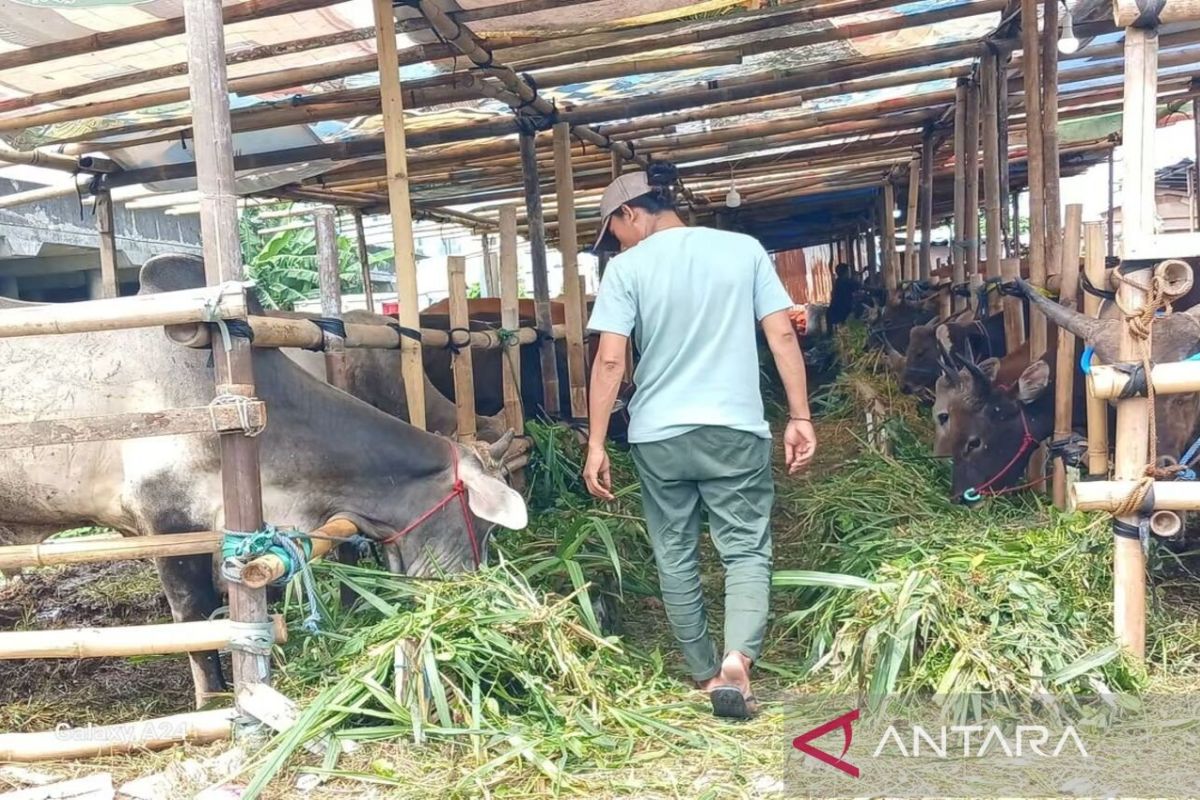 Global grant for Dompu livestock development to begin in September