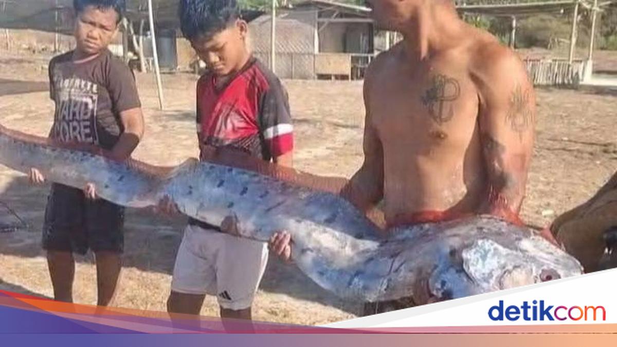 Oarfish 'Doomsday Fish' Found Stranded at Pink Beach, East Lombok
