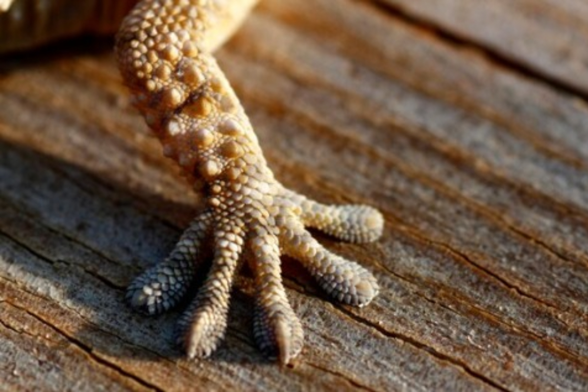 Gecko Abilities Inspire Satellite Technology to Capture Space Debris
