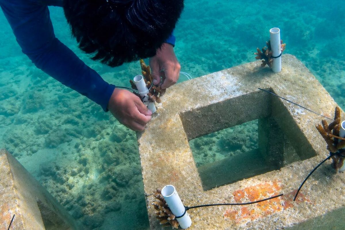 10,684 coral seedlings planted to restore seas in Thousand Islands