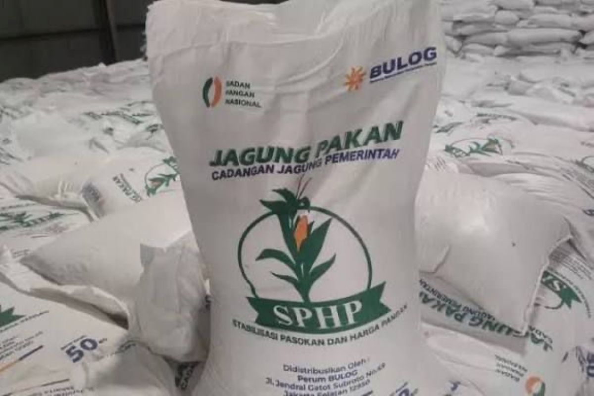 Corn Distribution to Farmers Through SPHP Programme Reaches 127 Thousand Tonnes