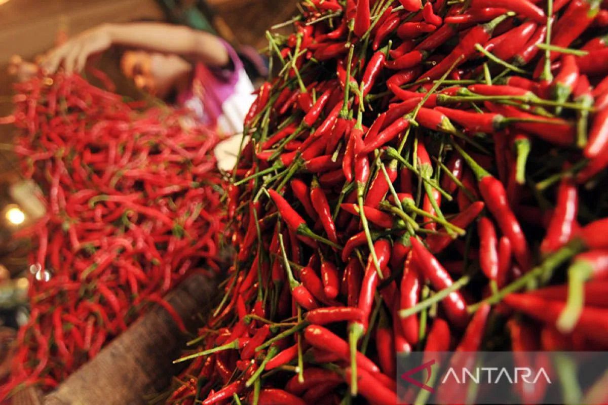 PIHPS: Bird's eye chilli at Rp64,100 per kg, chicken eggs at Rp28,800 per kg