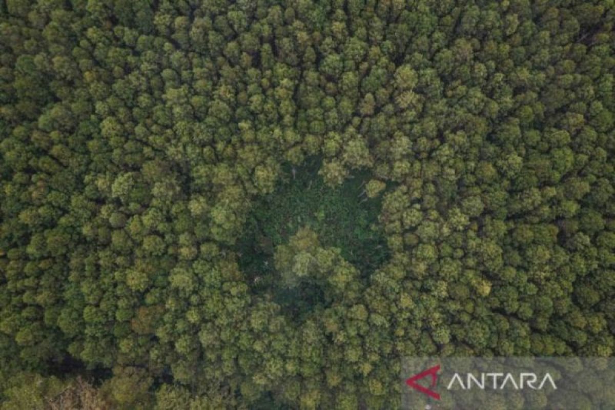 10 countries with the largest forest area in the world, Indonesia number 8