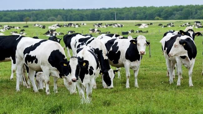 15 Food Products with the Most Land-Intensive Production, Including Beef Cattle