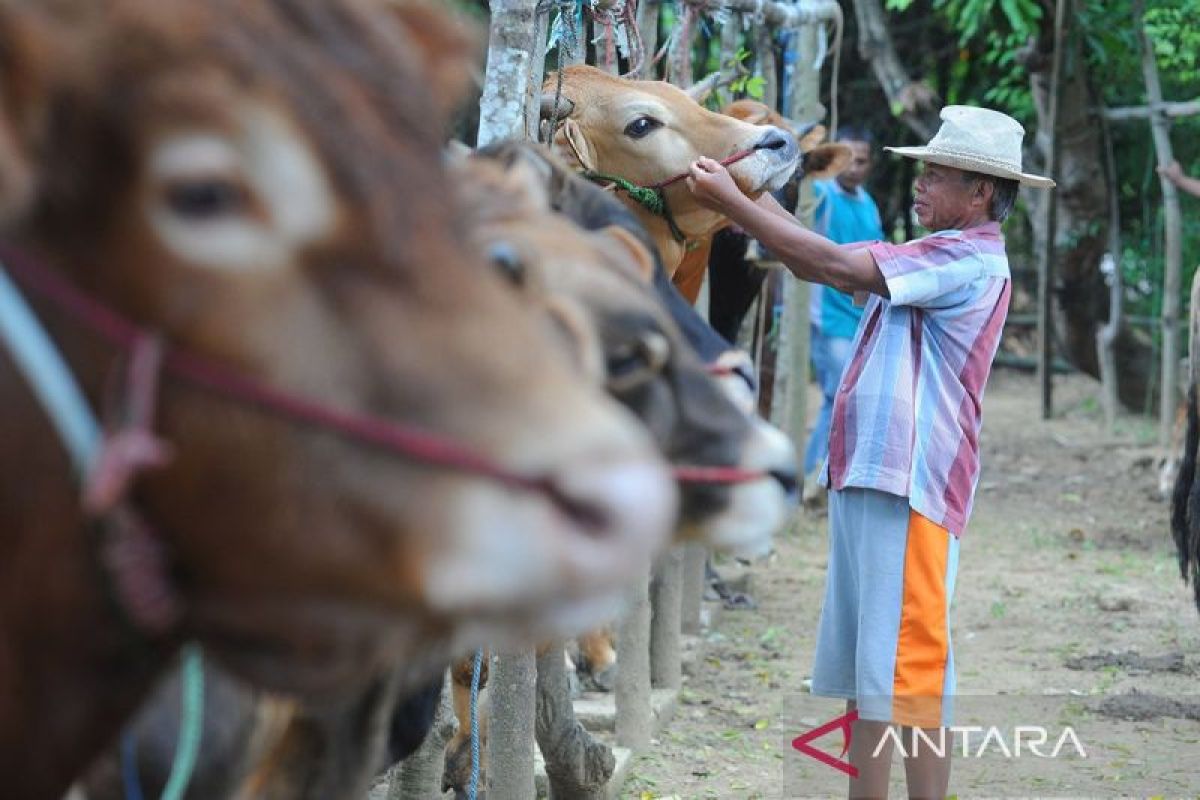Pamekasan's efforts to support beef self-sufficiency with Madura cattle