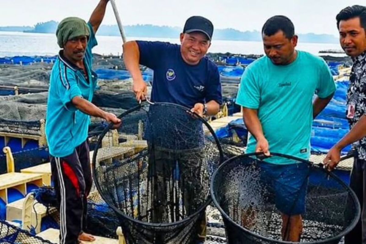 Regency government encourages grouper fish farming development in Thousand Islands