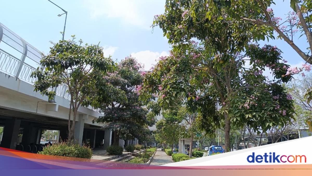 Residents Delighted as Tabebuya Flowers Bloom Around JIS: Truly Beautiful