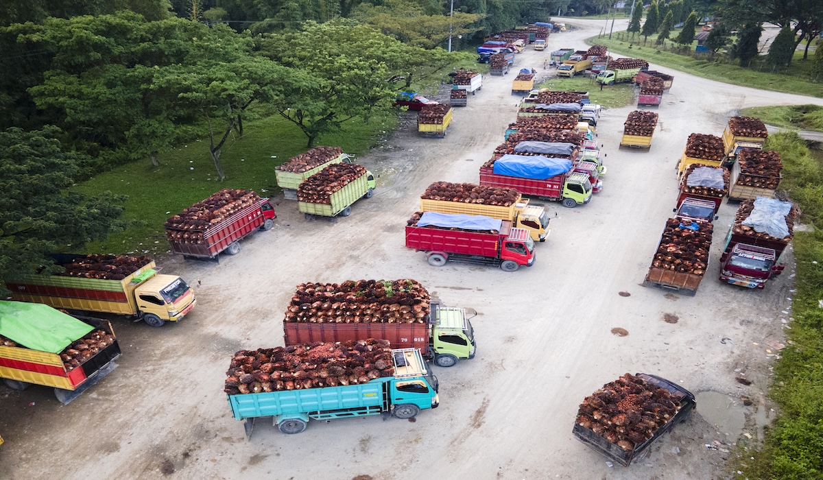 Indonesia Strengthens Alliance of Palm Oil Producing Countries