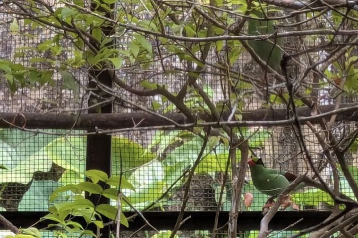 Walhi West Java warns of potential extinction of Javan Green Magpie