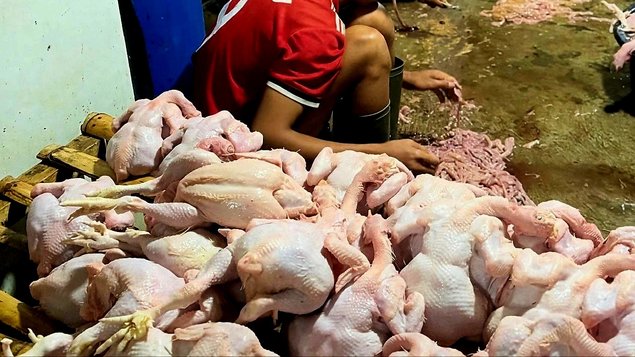KPPU Investigates Cause of Chicken Price Surge in North Sumatra