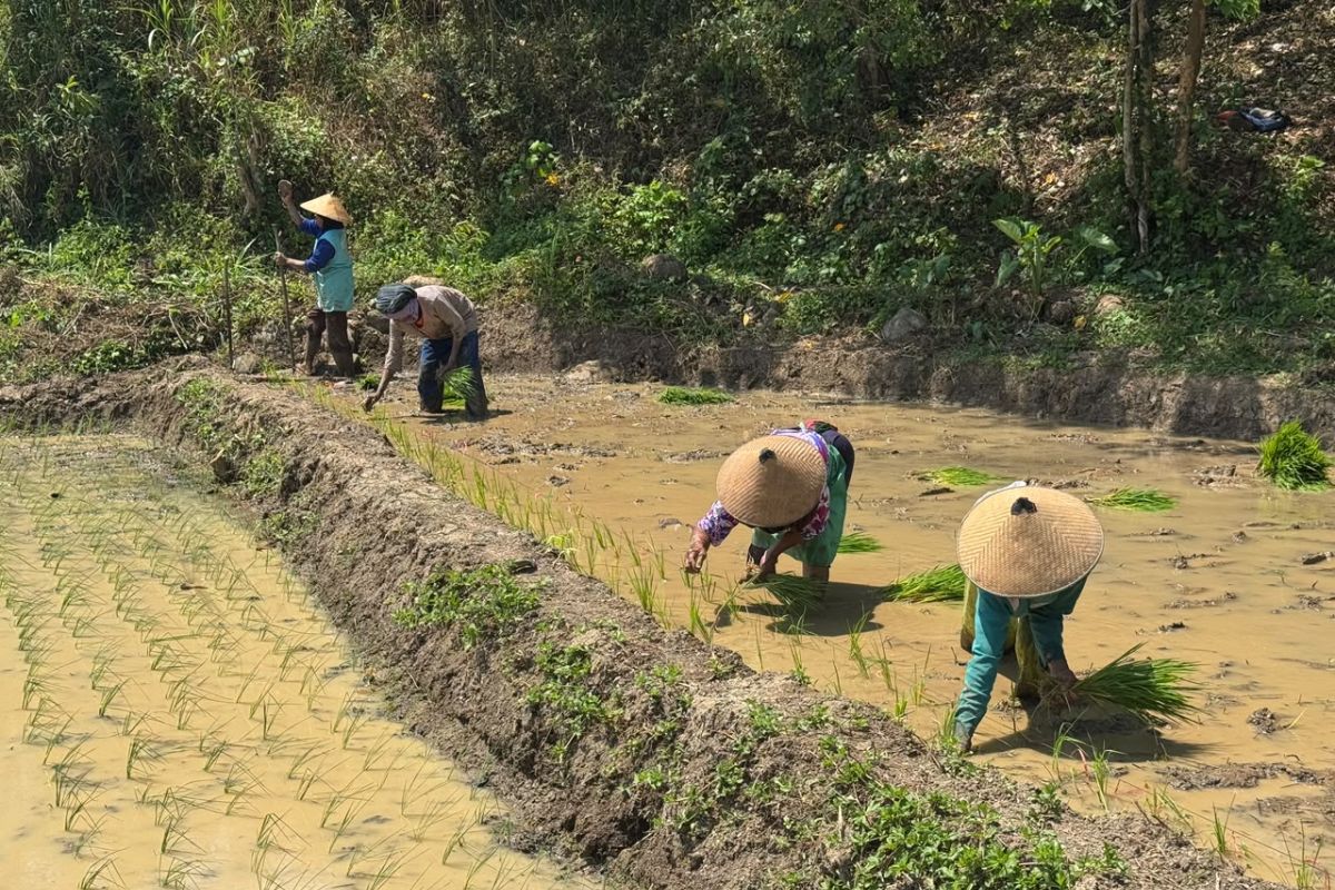Undip develops modern environmentally friendly rice fields