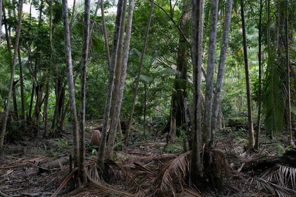 Indigenous Leader and Environmental Defender Shot Dead in Peru's Amazon