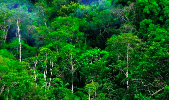 After NTT Earthquake, Prabowo Targets Reforestation Within 10 Years