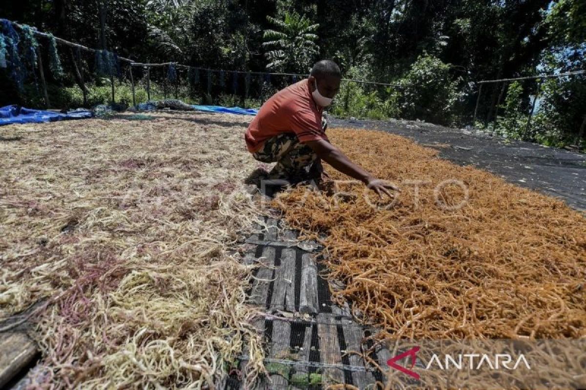 Tanimbar Regency and BRIN intensify seaweed cultivation education