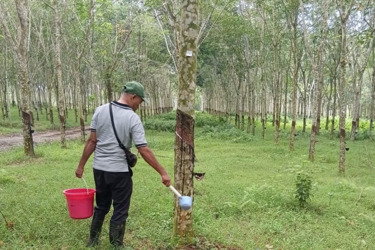 RPN intensifies control of leaf fall disease in rubber trees